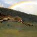 Rainbow over a Fallen Stag